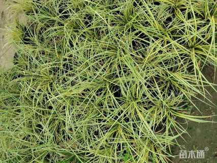 高度5厘米金叶苔草