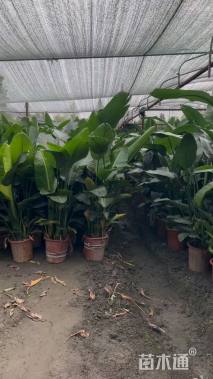 高度130厘米天堂鸟