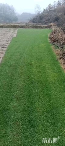 混播黑麦草坪