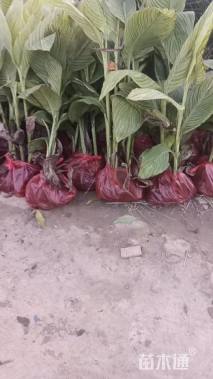 高度35厘米花叶美人蕉