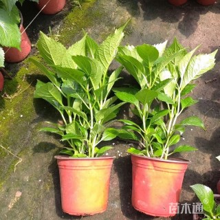 高度50厘米绣球