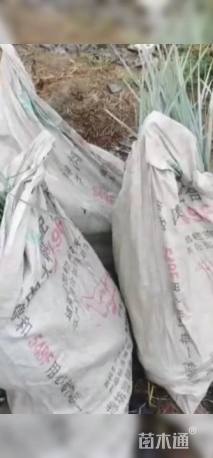 高度20厘米蓝冰麦