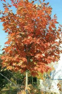 北美红栎
