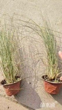 高度30厘米羽绒狼尾草