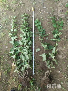 高度60厘米丁香