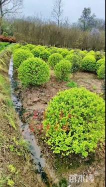 冠幅100厘米金叶女贞球