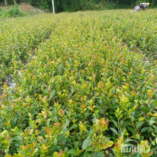 高度35厘米茶梅