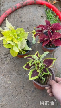 高度20厘米彩叶草