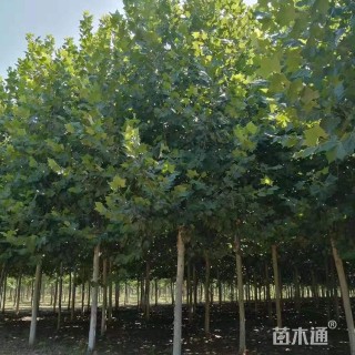 12公分法桐
