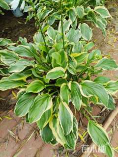 高度35厘米金边玉簪