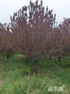 13公分绚丽海棠