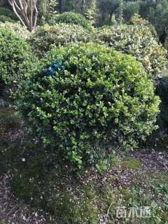 冠幅80厘米瓜子黄杨球