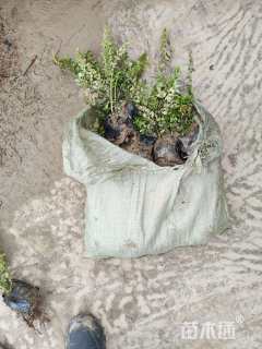 高度20厘米亮绿忍冬