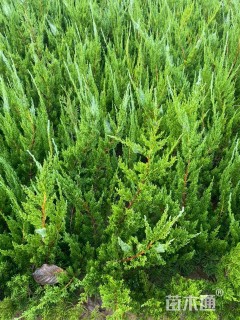 高度60厘米龙柏