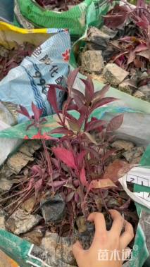 高度30厘米大叶红草