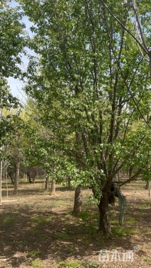 25公分甜茶海棠