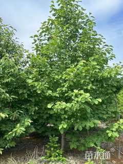 15公分二乔玉兰