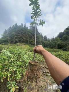 原生苗大果圆柏