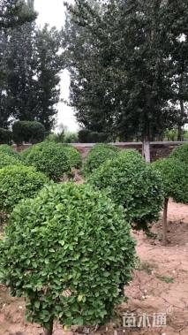 冠幅60厘米卫矛球