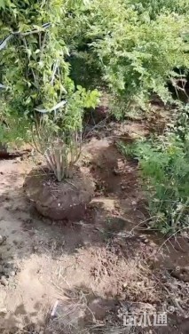 高度200厘米金银木