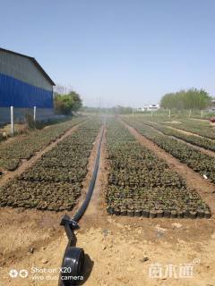 高度30厘米丰花月季