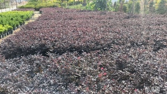 高度40厘米红花继木