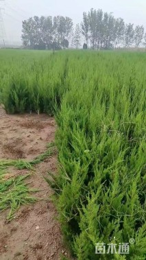 高度40厘米龙柏