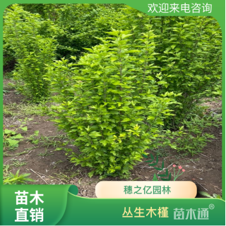 高度80厘米丛生木槿