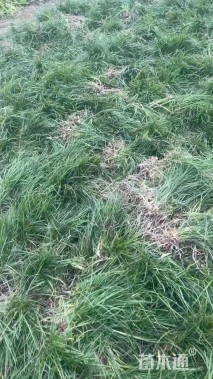 高度20厘米麦冬