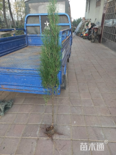 高度150厘米侧柏