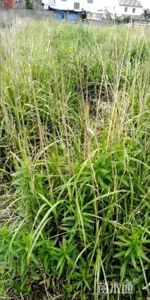 高度20厘米萱草