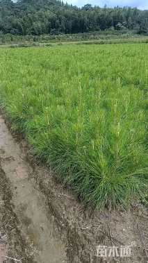 高度20厘米湿地松小苗