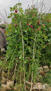 高度160厘米月季