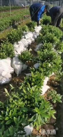 高度30厘米毛鹃