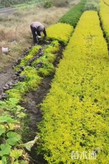 大杯苗亮晶女贞小苗