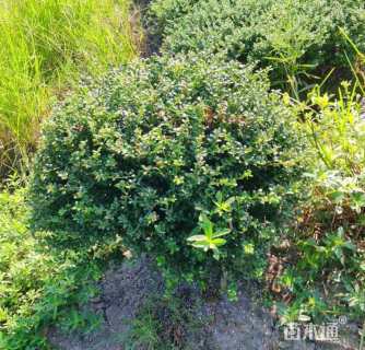 冠幅50厘米龟甲冬青球