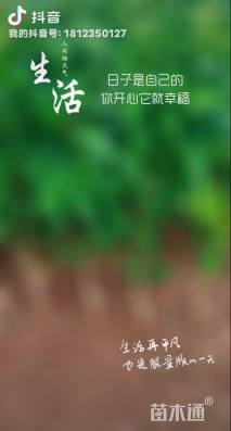 高度30厘米柑橘