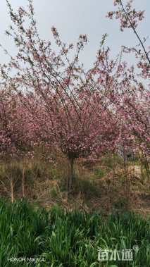 6公分垂丝海棠