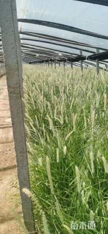 高度60厘米狼尾草