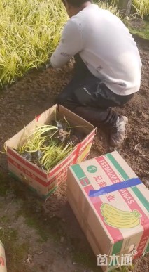 高度20厘米金叶石菖蒲