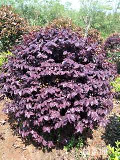 冠幅100厘米红花继木球