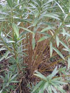 高度180厘米夹竹桃