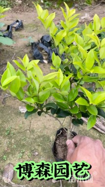 高度20厘米金森女贞