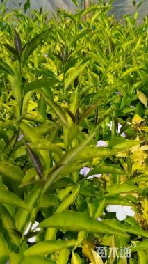 高度25厘米鸳鸯茉莉