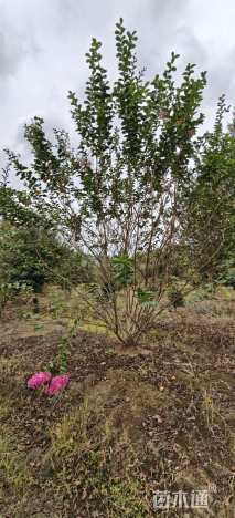 高度500厘米丛生紫薇