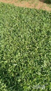 高度2厘米草地风毛菊