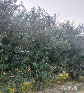 高度440厘米丛生蜡梅