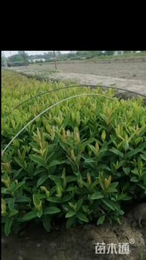 高度35厘米金丝桃小苗