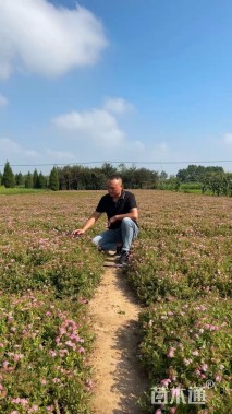 高度40厘米粉花绣线菊
