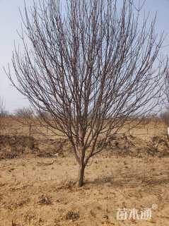 16公分八棱海棠